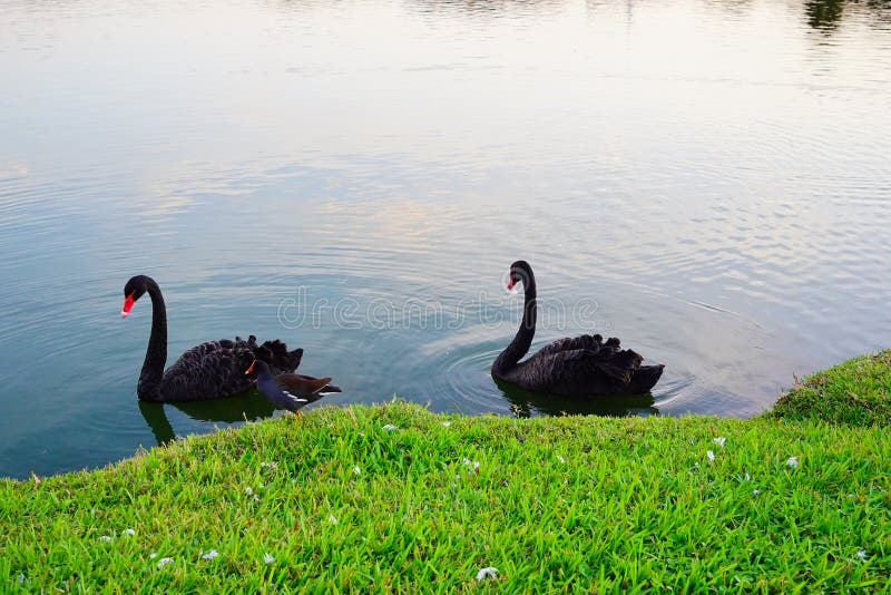 Black Swan is cleaning the leather in Lake Morton at city center of lakeland Florida. Black Swan is cleaning the leather in Lake Morton at city center of lakeland Florida