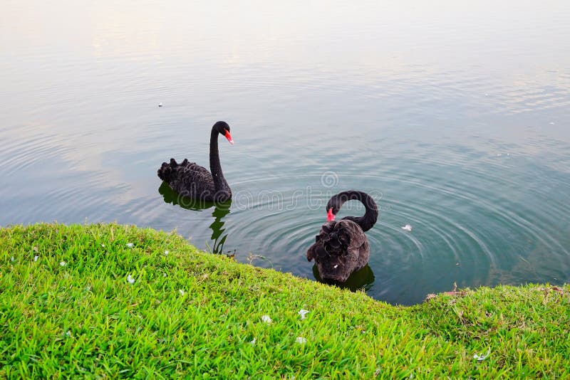 Black Swan is cleaning the leather in Lake Morton at city center of lakeland Florida. Black Swan is cleaning the leather in Lake Morton at city center of lakeland Florida