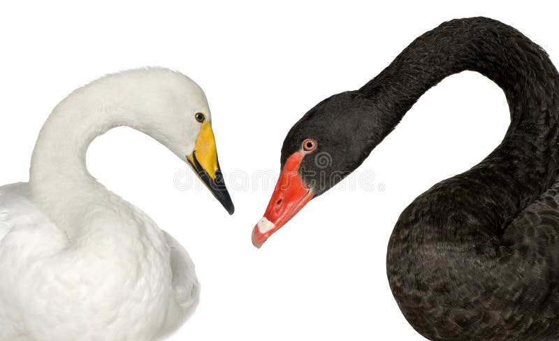 Schwarzer Schwan und weißer Schwan stockfotografie Schwarzer Schwan und weißer Schwan stockfotografie