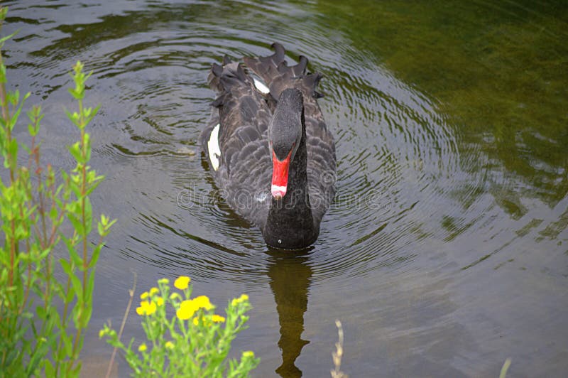 Schwarzer Schwan weg vom Ufer lizenzfreie stockfotos Schwarzer Schwan weg vom Ufer lizenzfreie stockfotos