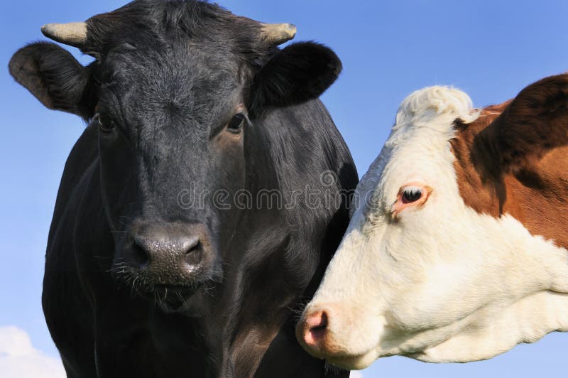 Schwarzer Stier und seine Kuh stockbild Schwarzer Stier und seine Kuh stockbild