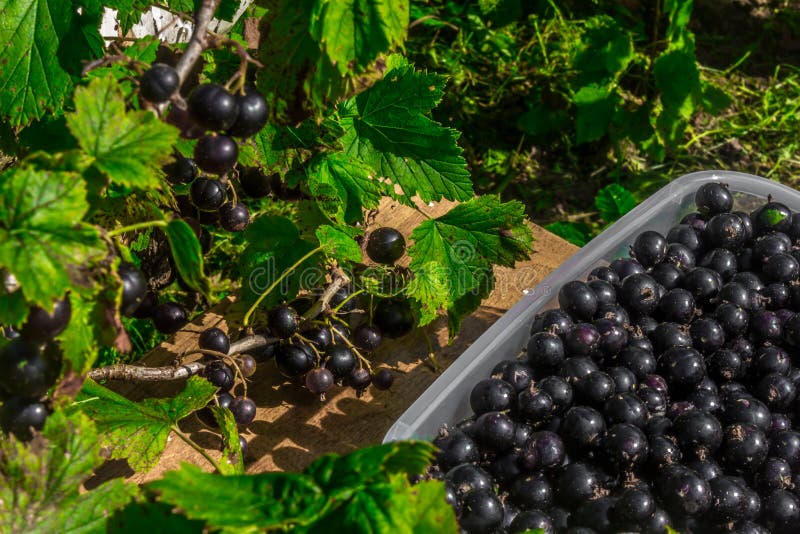 Schwarzer Strom Sammeln Sie Beeren Schwarze Johannisbeere in einem Behälter stockfotos Schwarzer Strom Sammeln Sie Beeren Schwarze Johannisbeere in einem Behälter stockfotos