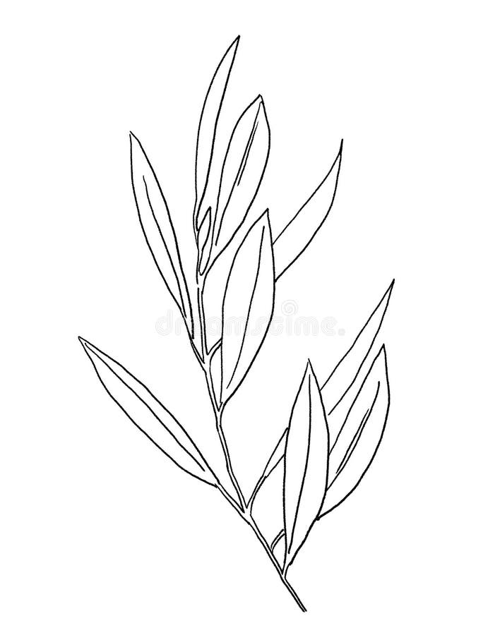 Schwarzer Umriss mediterraner Olivenzweig und hinterlässt Einladungs-Illustration lizenzfreie abbildung
