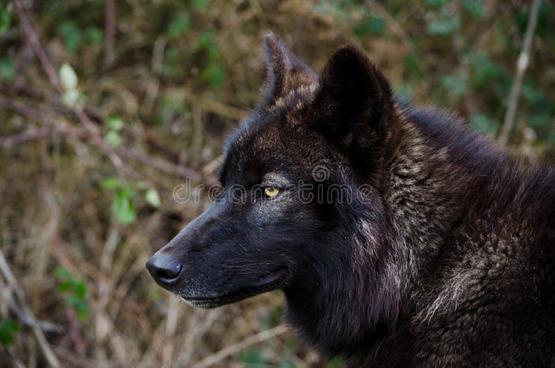 Schwarzer Wolf Look stockfoto. Bild von wildnis, augen 73864002