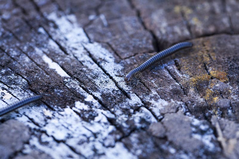 Schwarzer Wurm im Boden stockfoto. Bild von furchtsam 54436766