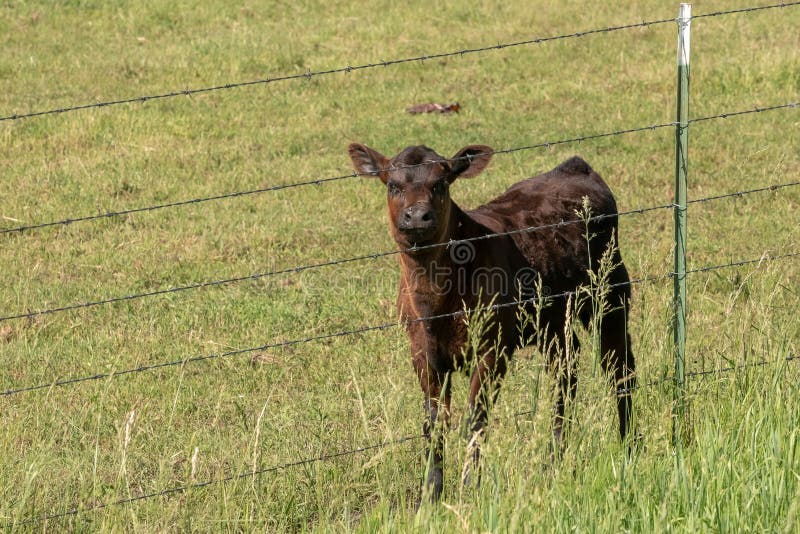 Schwarzes Angus-Kalb, das auf einer grünen Wiese weiden lässt stockfotografie Schwarzes Angus-Kalb, das auf einer grünen Wiese weiden lässt stockfotografie