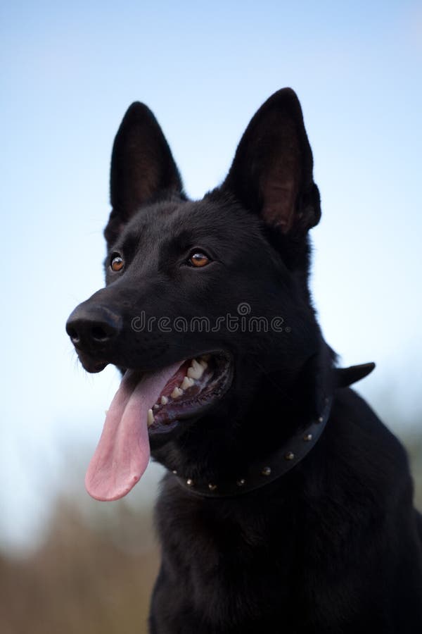 Schwarzer Deutscher Schäferhund Stockfoto Bild von tier, kopf 71484464