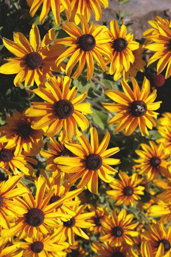 Schwarzes gemustertes Susans stockfotografie Schwarzes gemustertes Susans stockfotografie