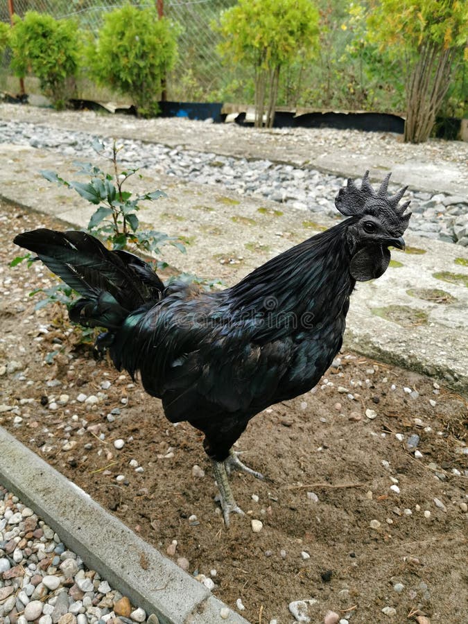 Schwarzes Hahn Ayam Cemani Huhn. Krähender Hahn. Stockfoto - Bild von