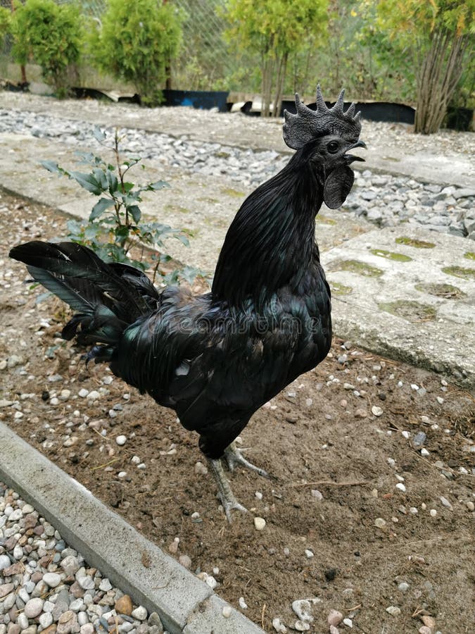 Schwarzes Hahn Ayam Cemani Huhn. Krähender Hahn. Stockfoto - Bild von