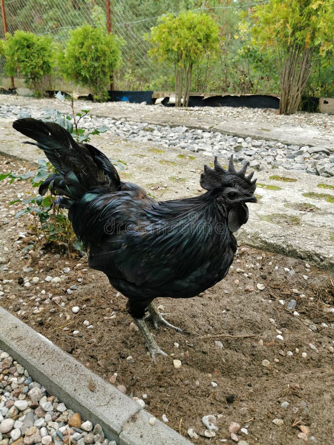 Schwarzes Hahn Ayam Cemani Huhn. Krähender Hahn. Stockfoto - Bild von