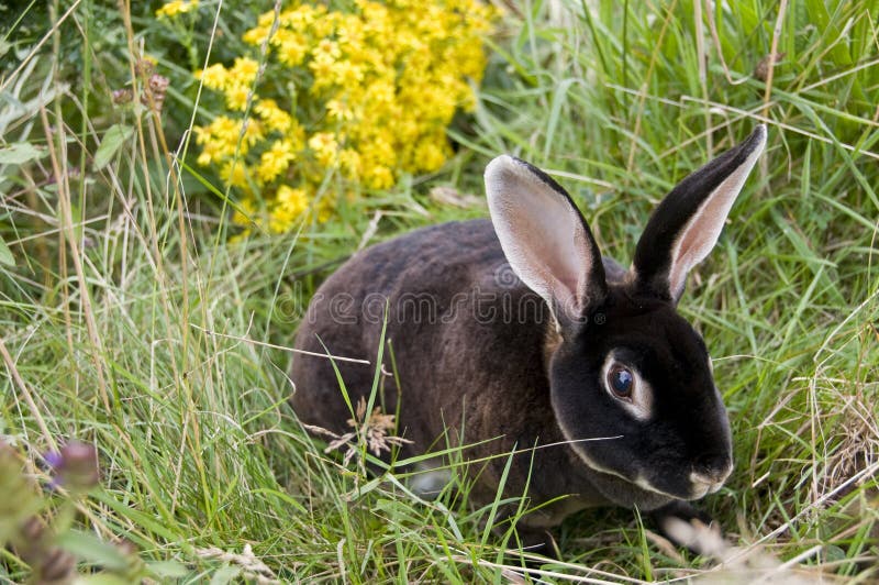 Schwarzes Kaninchen lizenzfreies stockbild Schwarzes Kaninchen lizenzfreies stockbild