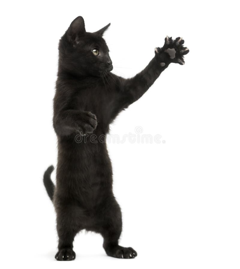 Schwarzes Kätzchen, das auf den Hinterbeinen, oben pawing, 2 Monate alte steht lizenzfreies stockbild