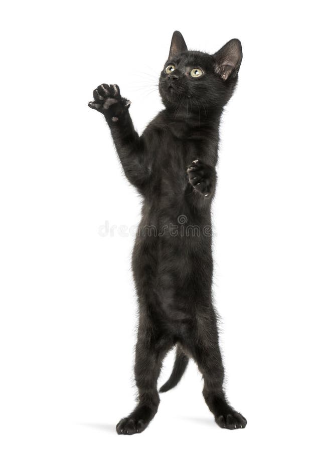 Schwarzes Kätzchen, das auf Hinterbeinen, Erreichen, oben pawing steht stockbild