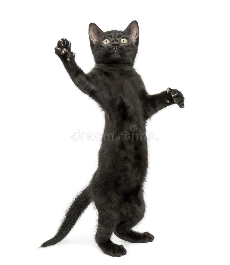 Schwarzes Kätzchen, das auf Hinterbeinen, Erreichen, oben pawing steht lizenzfreie stockfotografie