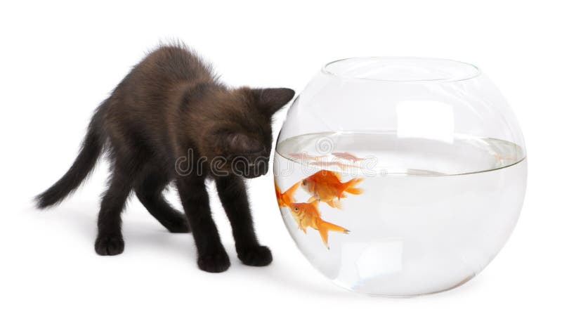 Schwarzes Kätzchen, das Goldfish betrachtet lizenzfreies stockfoto
