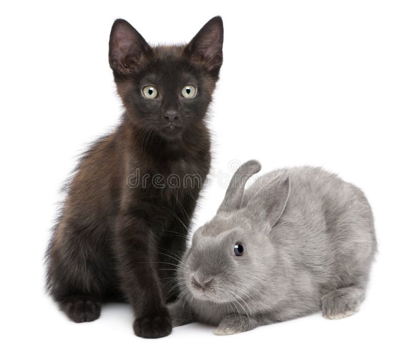 Schwarzes Kätzchen, das mit Kaninchen spielt lizenzfreies stockfoto