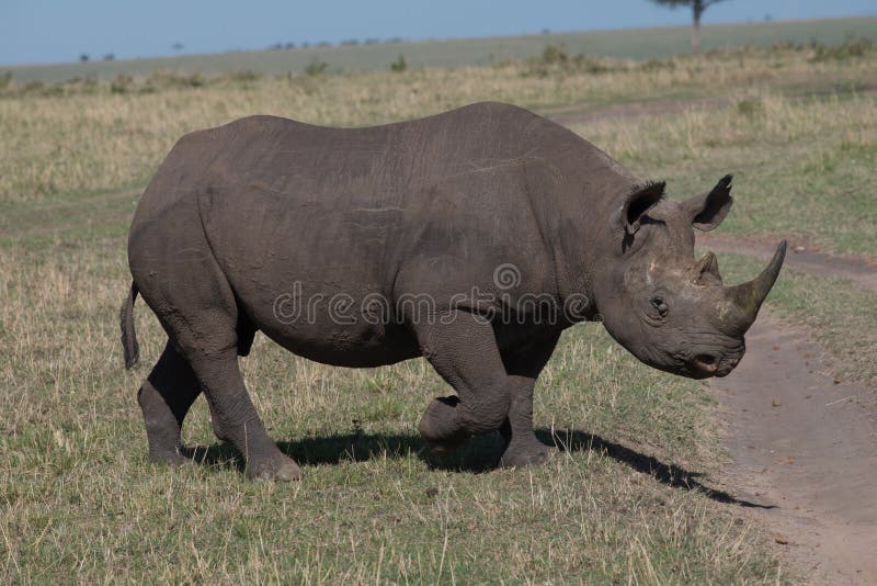 Nashorn, Schwarz- Hintergrund Der Wild Lebenden Tiere Von Seltenem Und