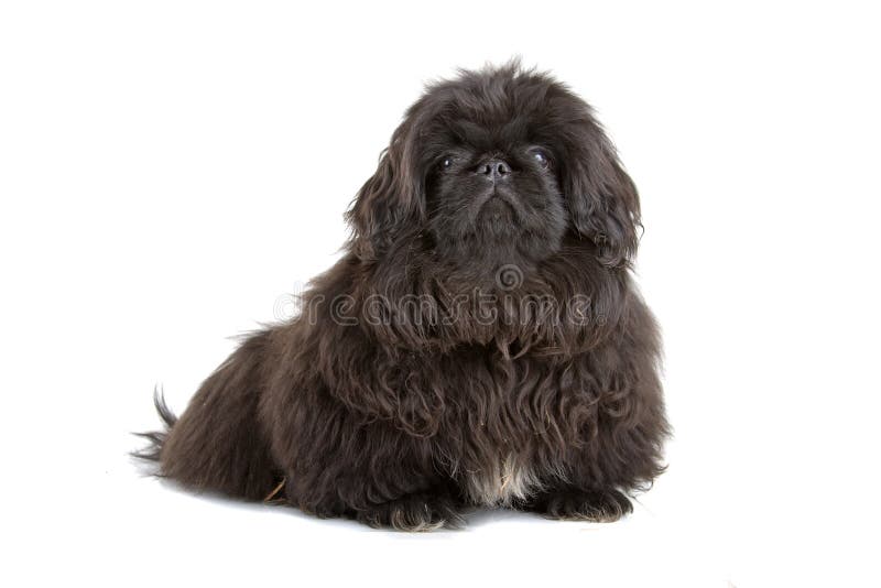 Schwarzes Pekingese lizenzfreies stockbild