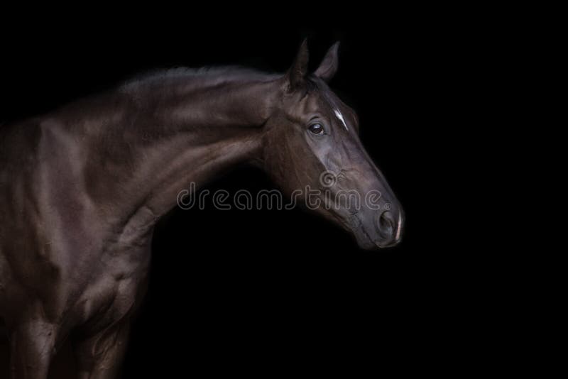 Schwarzes Pferd lizenzfreies stockbild Schwarzes Pferd lizenzfreies stockbild