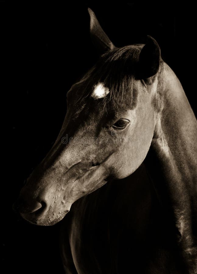 Schwarzes Pferdenportrait lizenzfreies stockbild Schwarzes Pferdenportrait lizenzfreies stockbild