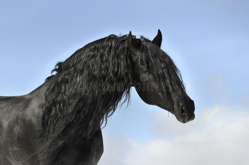 Schwarzes Pferdenportrait, friesischer Stallion lizenzfreie stockfotos Schwarzes Pferdenportrait, friesischer Stallion lizenzfreie stockfotos