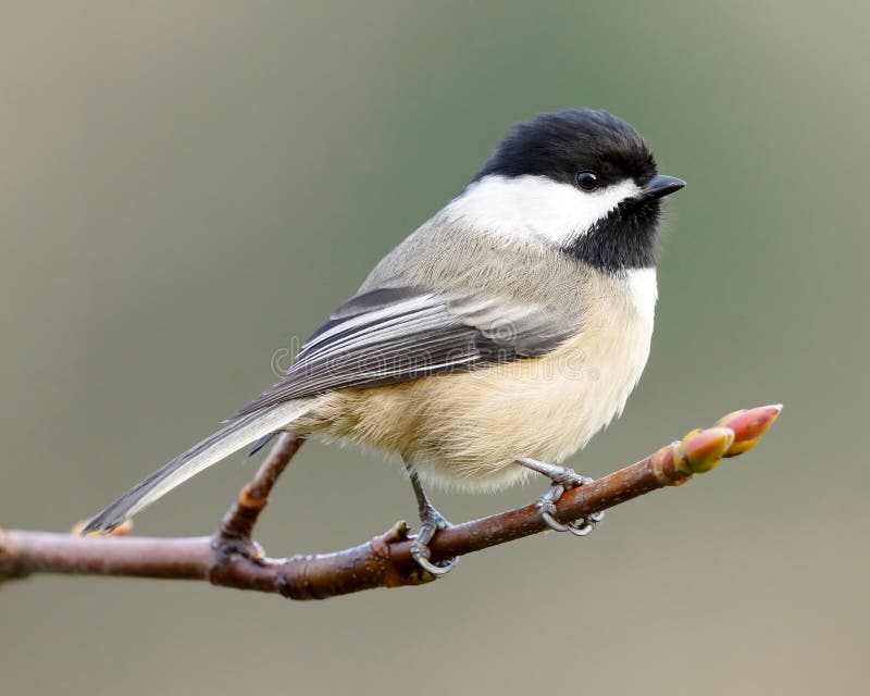Schwarzes verfügbarer weniger Vogel des Chickadee poecile atricapillus stockfotografie