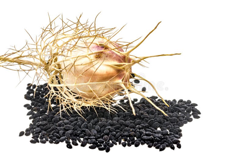 Schwarzkümmel mit Samenhülsen und -blättern stockbild