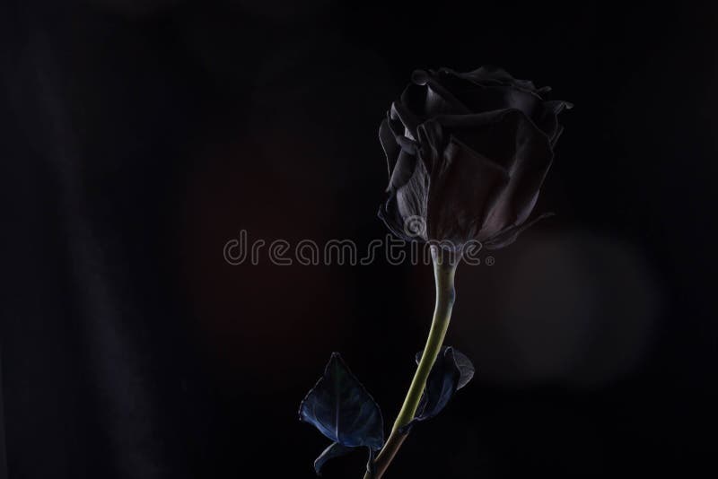 Schwarzrose Auf Einem Schwarzen Hintergrund Stockfoto Bild Von Schwarzrose Hintergrund