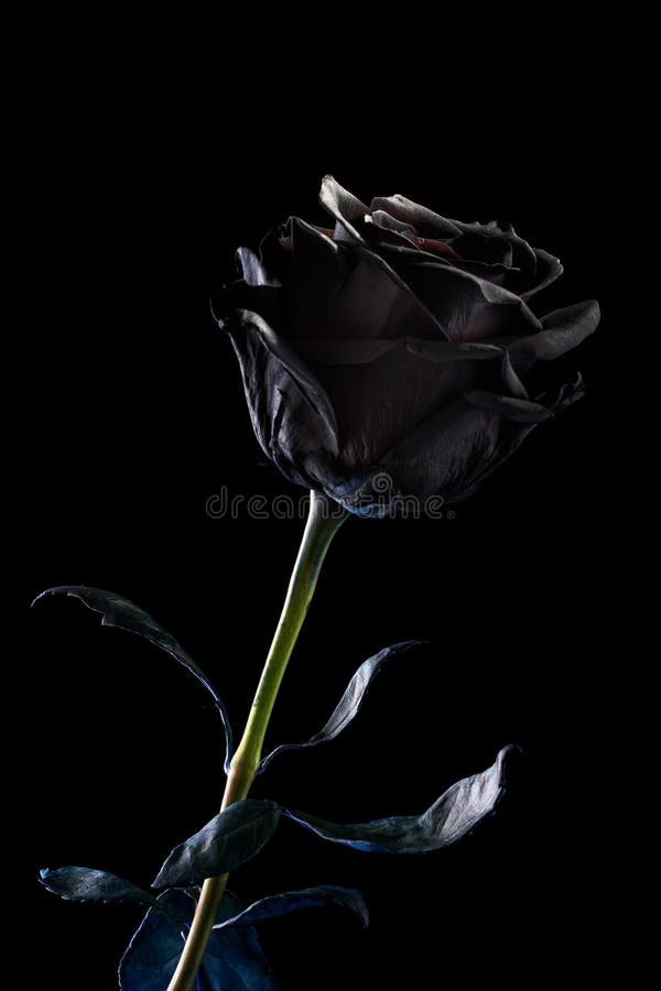 Schwarzrose Auf Einem Schwarzen Hintergrund Stockfoto Bild Von Schwarzrose Hintergrund
