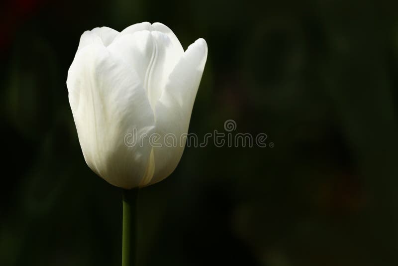 Schwarzweiss stockbild Schwarzweiss stockbild