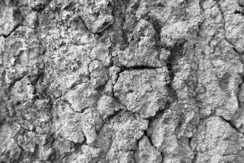 Schwarzweiss-Baumrindebeschaffenheitshintergrund. Schwarzweiss-Baumrindebeschaffenheits-Hintergrundabschluß oben