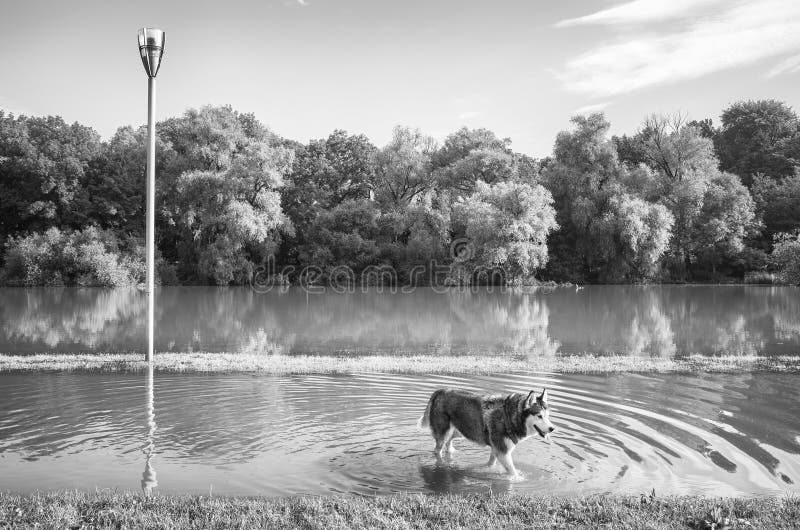 Schwarzweiss-Bild eines heiseren Hundes in einem Park stockfotos Schwarzweiss-Bild eines heiseren Hundes in einem Park stockfotos