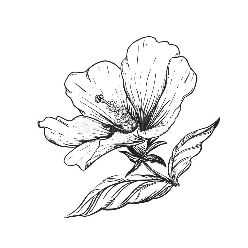 Schwarzweiss-Hibiscusblumen der Handgezogenen Skizze. Vektorillustration. Elemente im grafischen Artaufkleber-Kartenaufkleber vektor abbildung