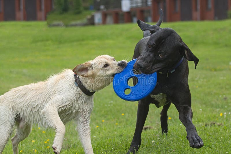 Schwarzweiss-Hundespielen stockbilder Schwarzweiss-Hundespielen stockbilder