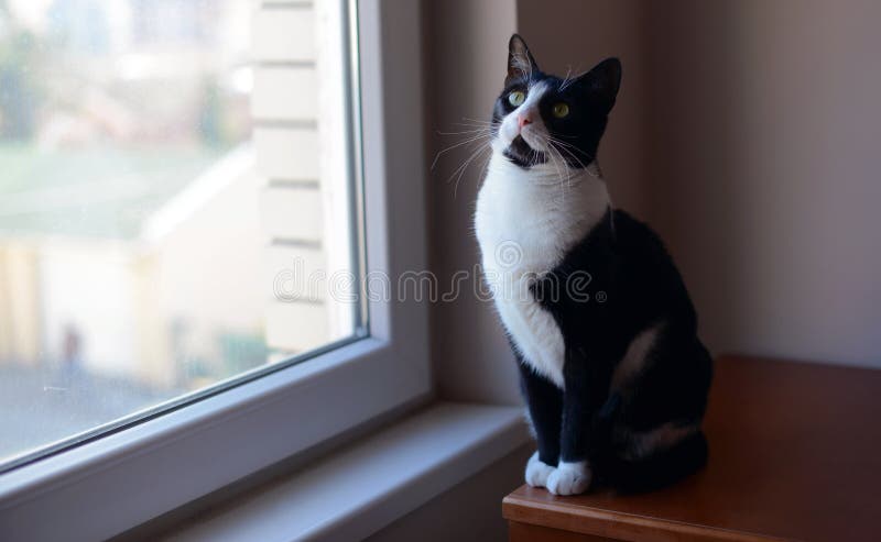 Schwarzweiss-Katze, die nahe dem Fenster sitzt lizenzfreie stockfotos Schwarzweiss-Katze, die nahe dem Fenster sitzt lizenzfreie stockfotos