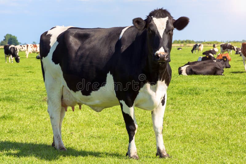 Schwarzweiss-Kuh stockfoto Schwarzweiss-Kuh stockfoto