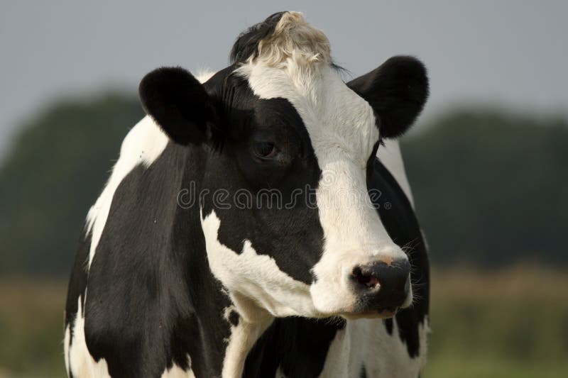 Schwarzweiss-Kuhnahaufnahme stockbild Schwarzweiss-Kuhnahaufnahme stockbild