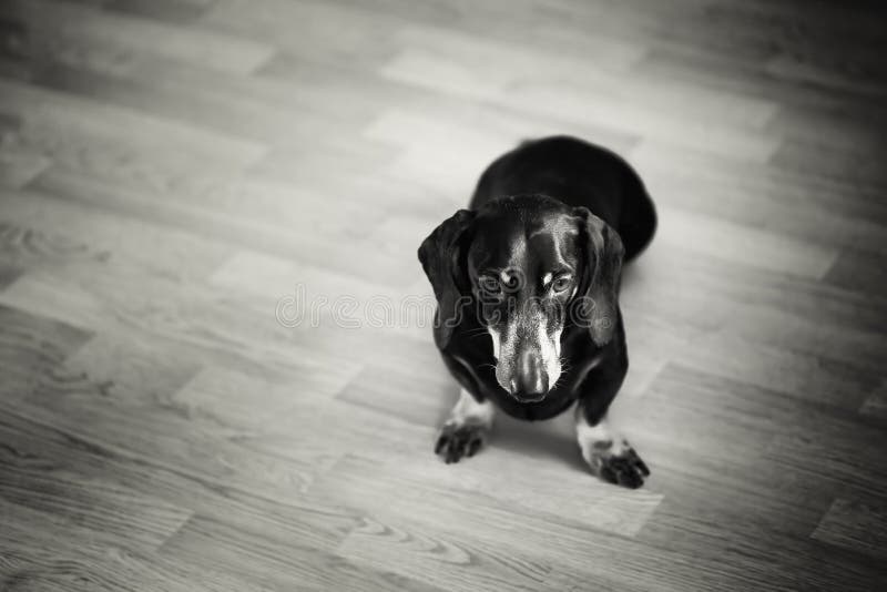 Schwarzweiss-Porträt des Dachshund-Hundes