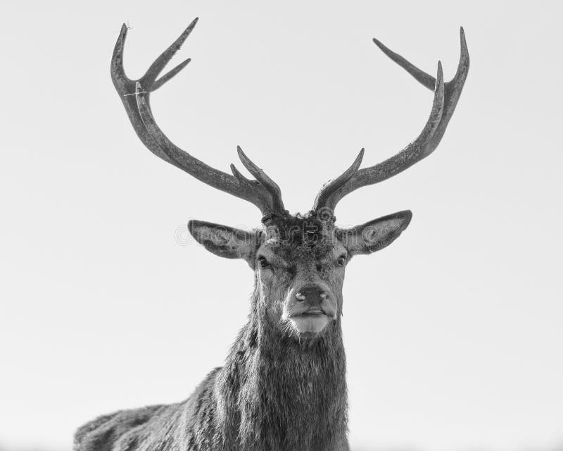 Stag (male red deer) standing upright looking at the camera at Wollaton Park in Nottingham processed in black and white. Stag (male red deer) standing upright looking at the camera at Wollaton Park in Nottingham processed in black and white