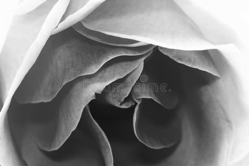 Schwarzweiss--, schöne, empfindliche rosafarbene Blumenblätter lizenzfreie stockfotos