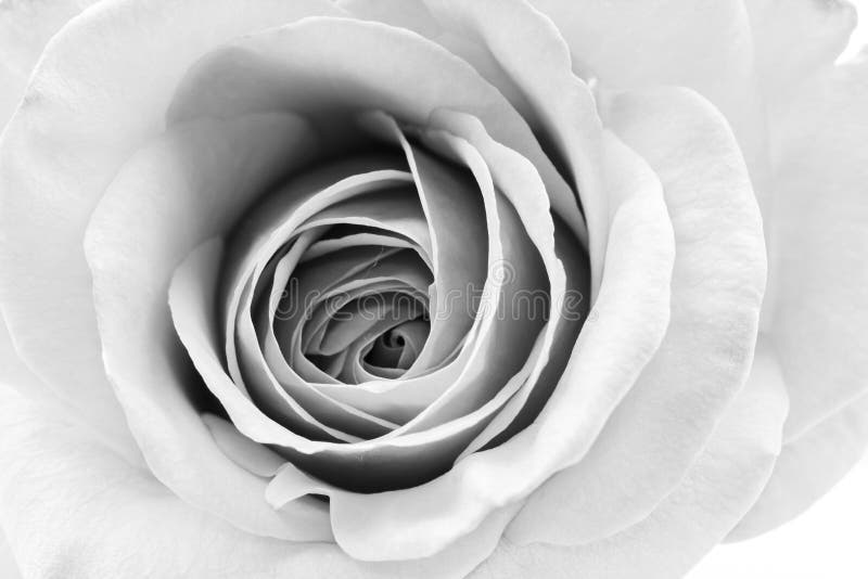 Schwarzweiss--, schöne, empfindliche rosafarbene Blumenblätter lizenzfreies stockbild