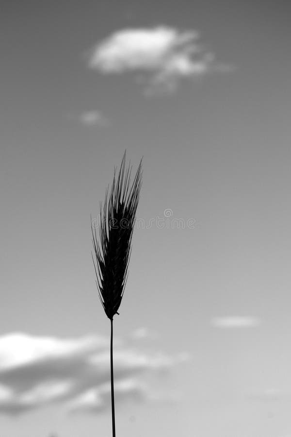 Schwarzweiss-Weizenähren stockfoto Schwarzweiss-Weizenähren stockfoto