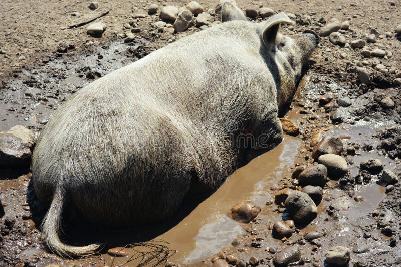 Lustige Schwein-im-Schlamm Türfolie - 3D Selbstklebend Für Landhaus-Charm