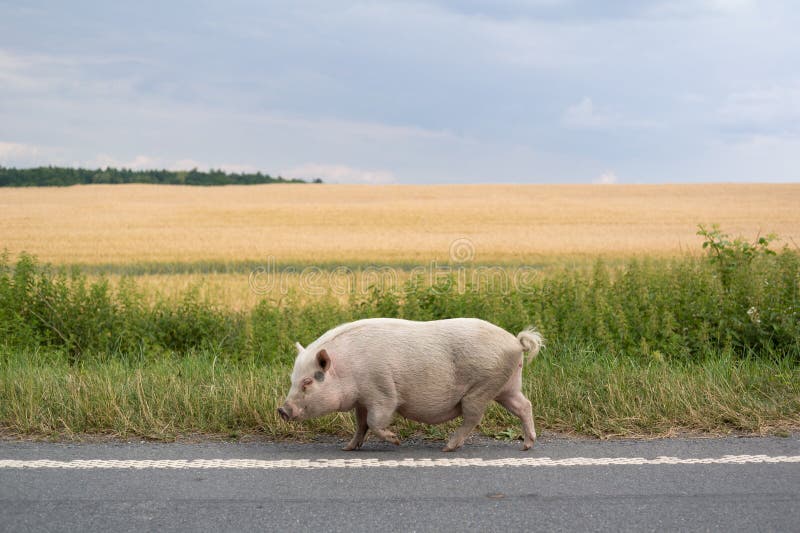 Schweine-, Schweine- und Hausschweine gehen auf der Straße auf