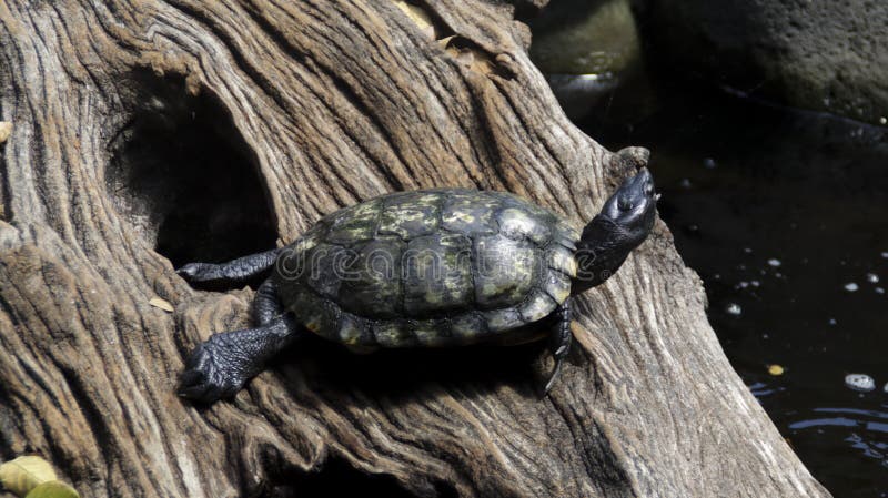 Schweineschildkröte, die sich auf texturiertem Treibholz mit natürlichem Teichhintergrund in hellem Sonnenlicht mit einzigartigen stockfotos