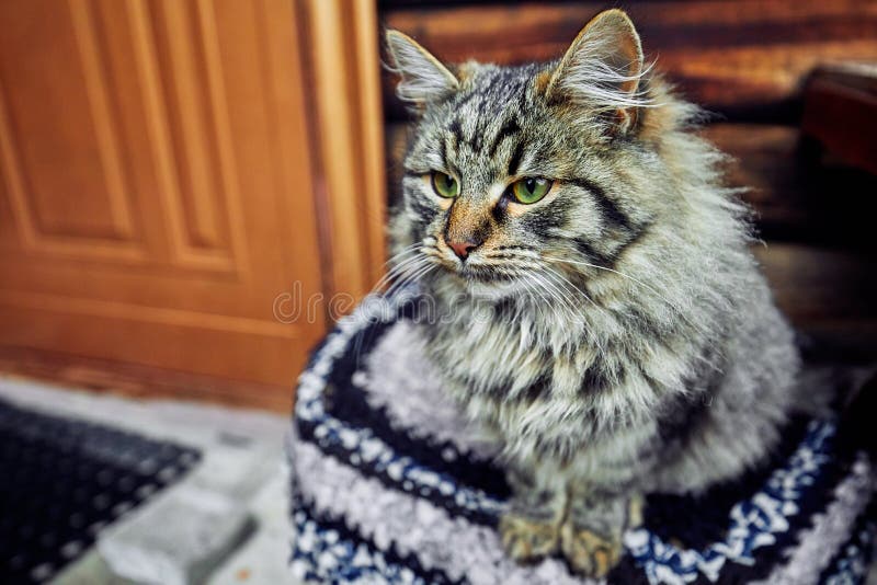 Schwere und ernste Katze, die ausschließlich schaut Wartung den Wirt hochmütig und Selbsthaustier stockfotografie Schwere und ernste Katze, die ausschließlich schaut Wartung den Wirt hochmütig und Selbsthaustier stockfotografie
