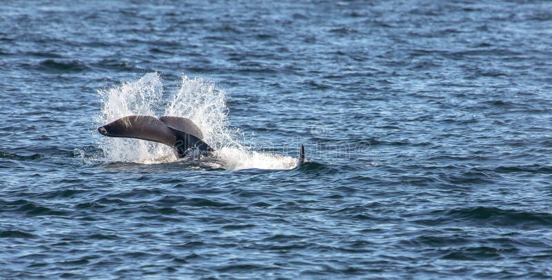 Schwertwal-Wal-Endstück, welches das Wasser in San Juan Islands von Washington State, Vereinigte Staaten schlägt lizenzfreie stockbilder Schwertwal-Wal-Endstück, welches das Wasser in San Juan Islands von Washington State, Vereinigte Staaten schlägt lizenzfreie stockbilder