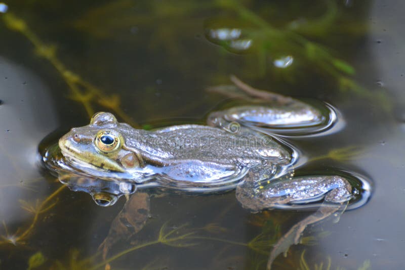 Schwimmender Frosch in Einem Weiher Stockbild Bild von wasser
