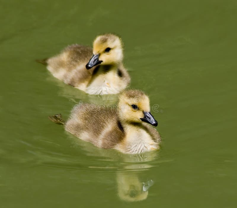 Schwimmende Entlein lizenzfreie stockfotografie Schwimmende Entlein lizenzfreie stockfotografie